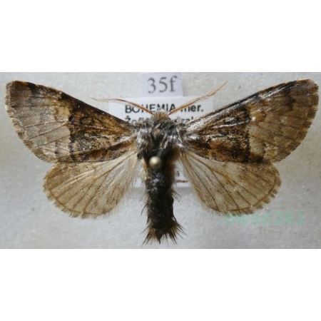 Colocasia coryli (Linnaeus, 1758) Połacica leszczynówka Czech35f